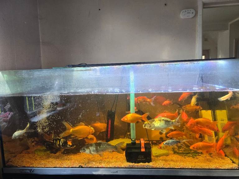 6ft fish tank with fish and homemade stand