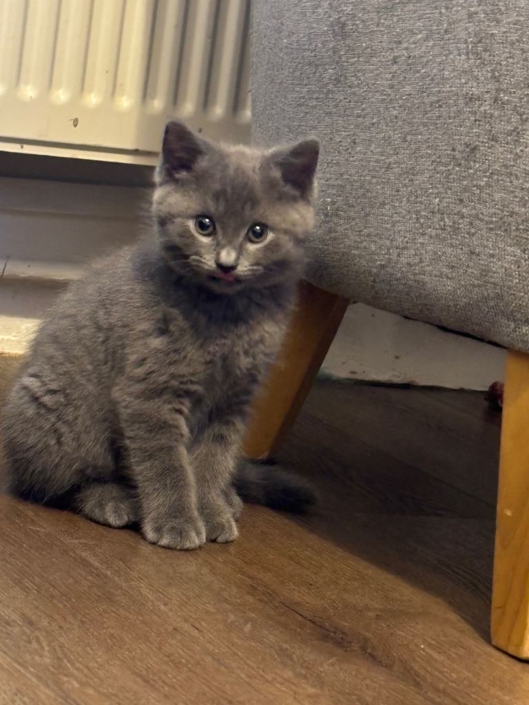 1 grey and 2 black British short hair