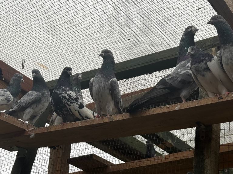 Pakistani high flyers for sale 