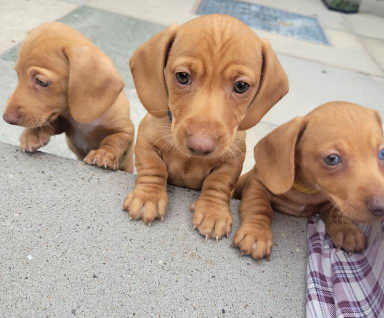 Beautiful Minature Dachshund Puppies