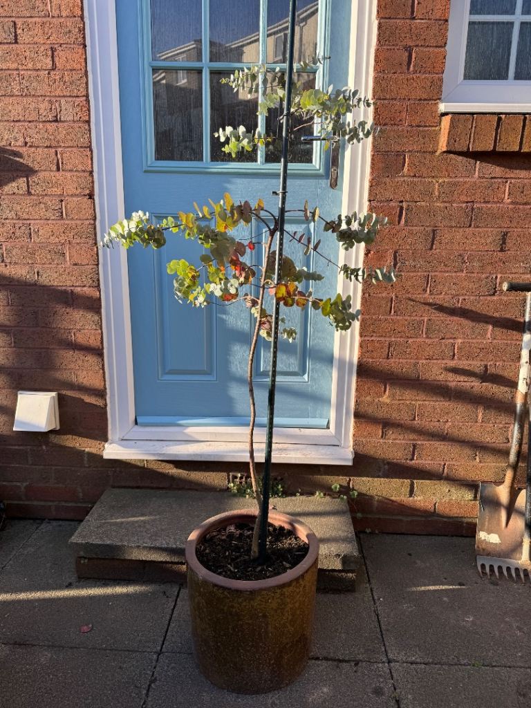 eucalyptus Tree - pot not included - will be removed for collection