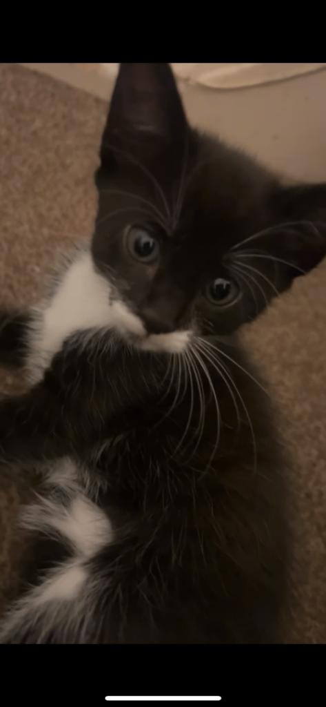 🐱 Adorable Two Male & Female Kittens Looking for a Loving Home 🏡