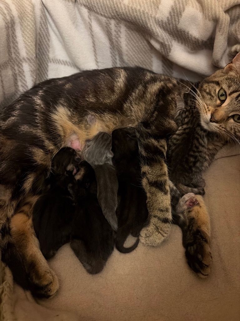 Beautiful tabby cross kittens to be reserved 