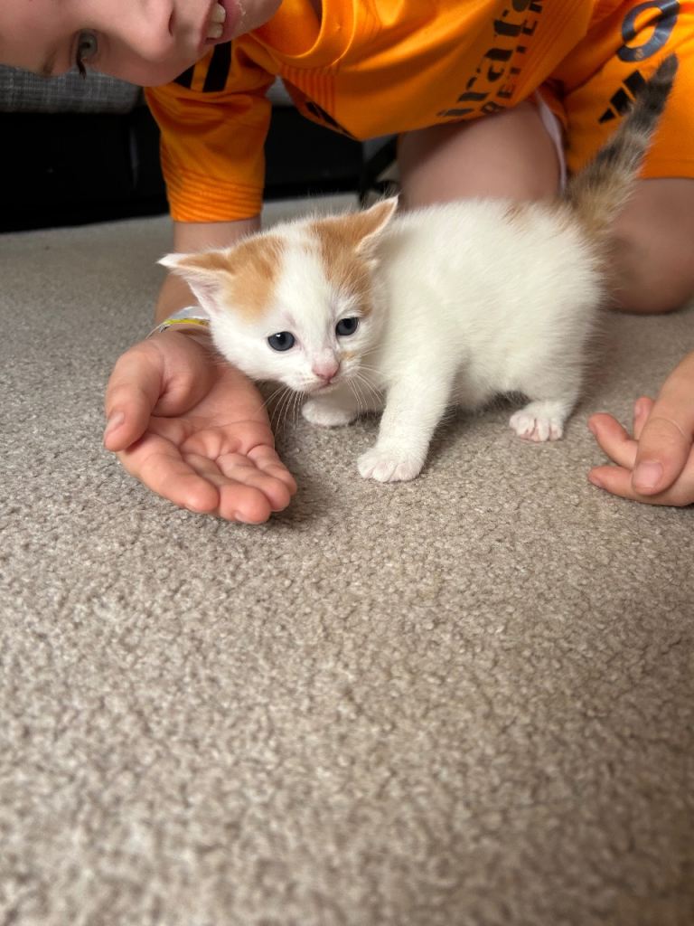 Ginger and white kitten 