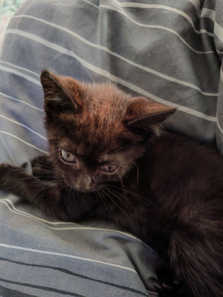 Adorable Black Kitten Looking for a Loving Home