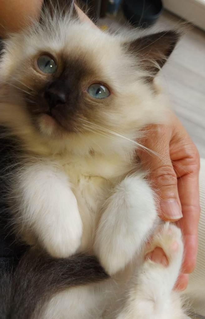 Lovely Ragdoll kittens raised in family home.