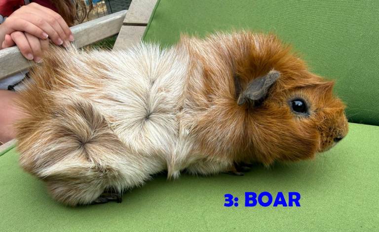 Guinea Pigs - ready now