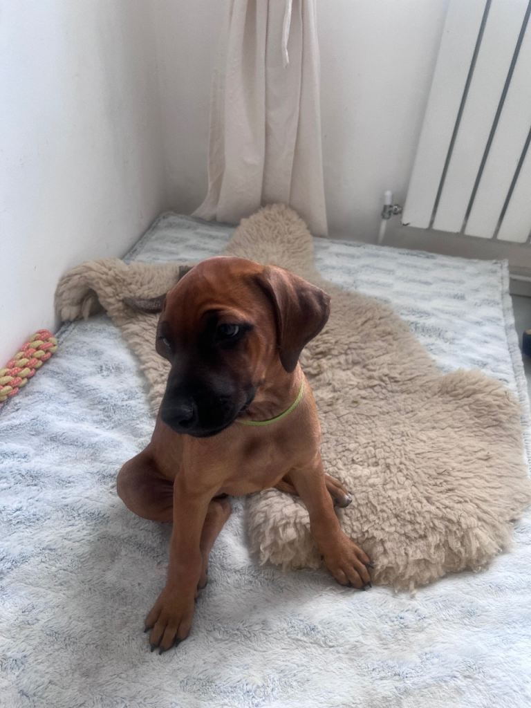 KC Registered, ready for loving homes.