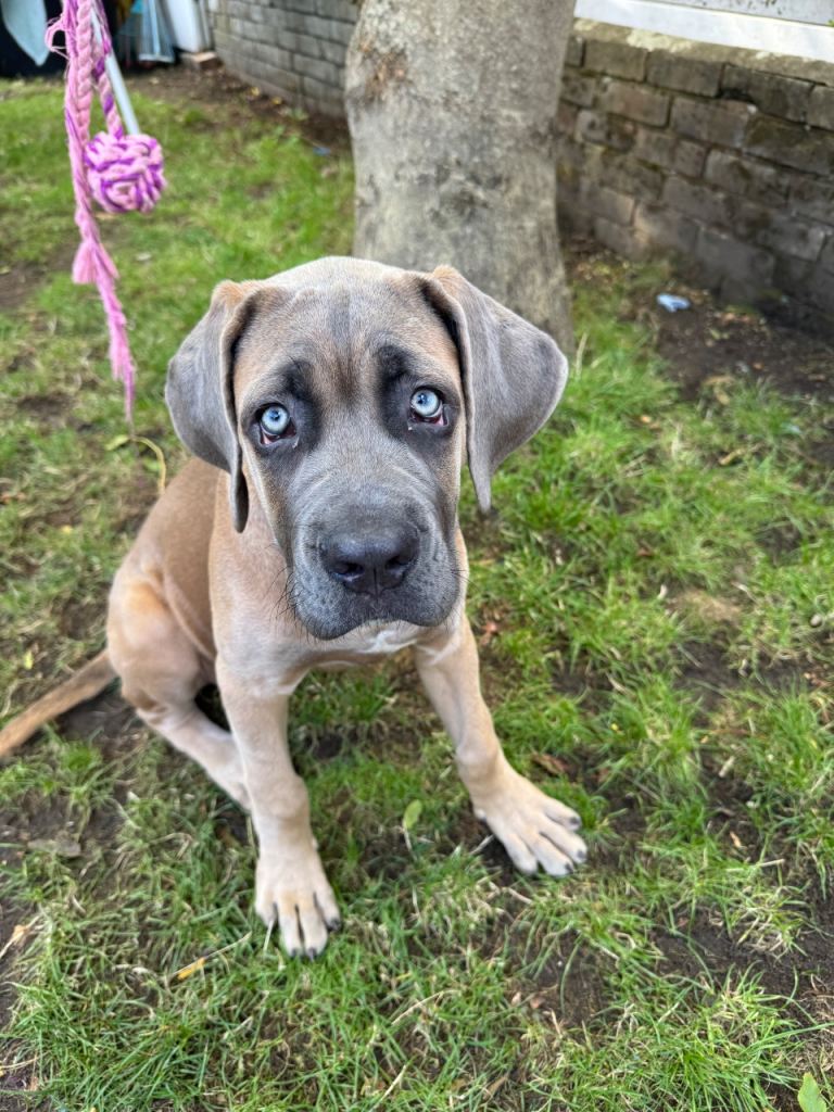  BEAUTIFUL CANE CORSO x BANDOG FEMALE PUPPY 