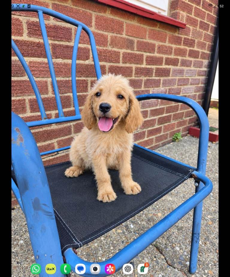 Very loving male Labradoodles