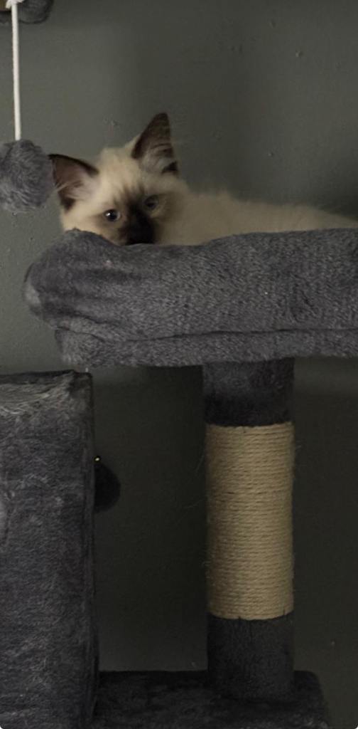 Ragdoll kitten