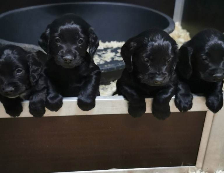 Black Cocker Spaniel Pups