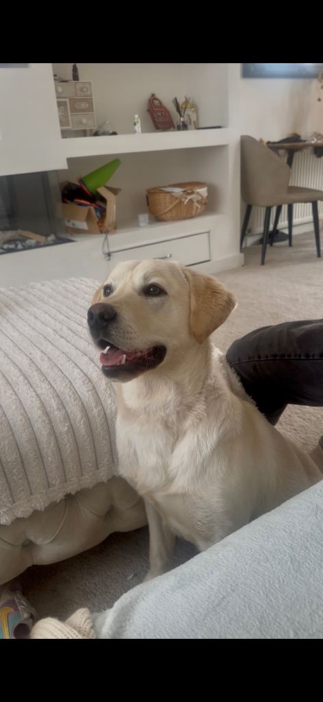 9 month old yellow labrador 