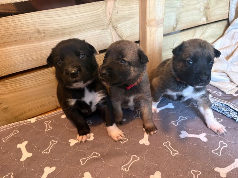 Border collie x Belgian Malinois puppies 