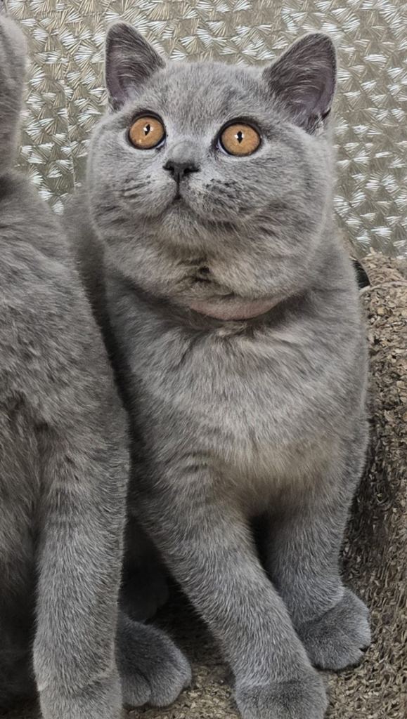Gorgeous British’s Short hair Kittens
