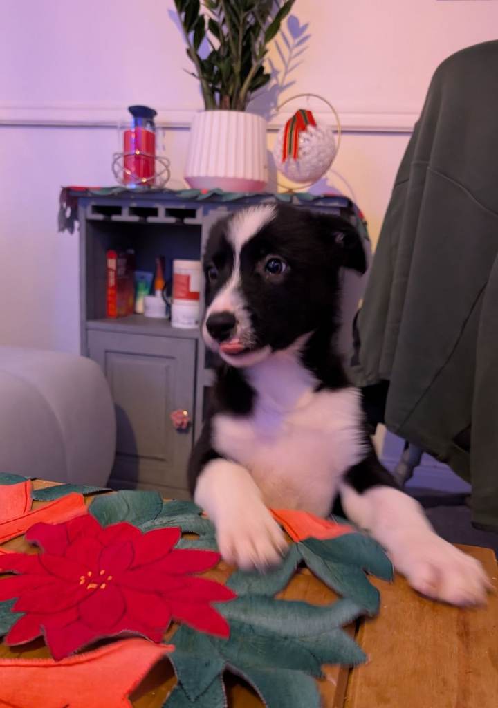 Border Collie puppies 