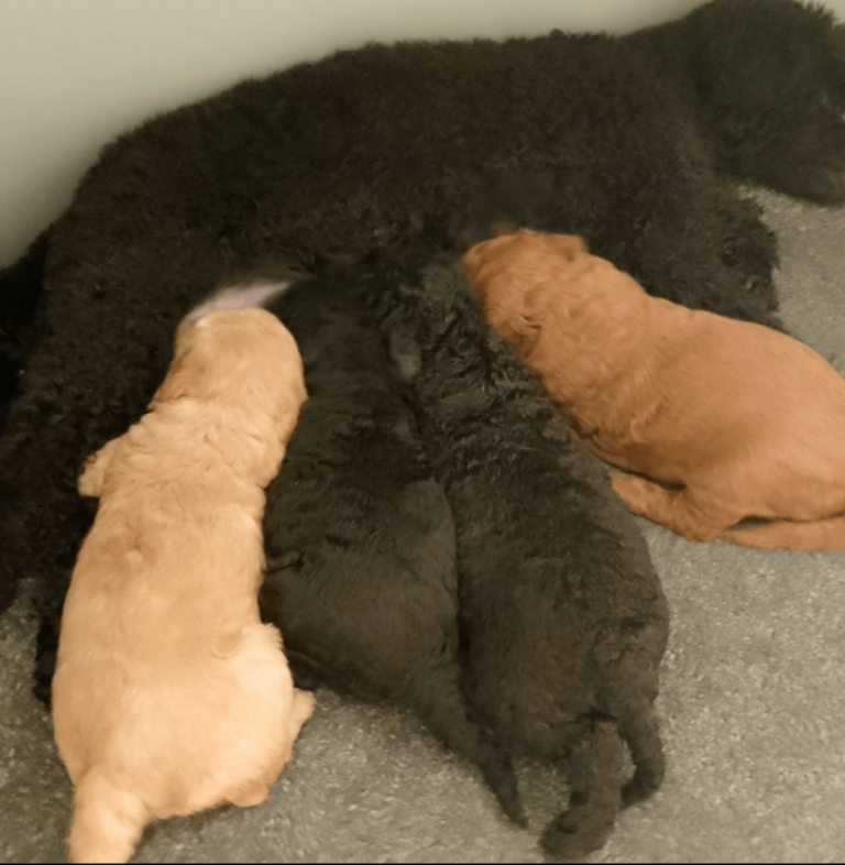 KC Registered Miniature Poodle Puppies