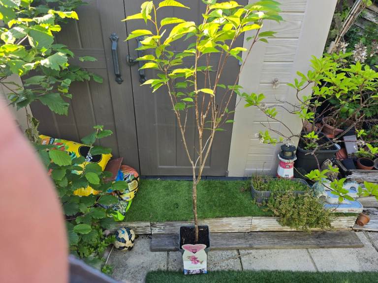 Japanese Cherry Blossom Tree | Prunus serrulata 'Kanzan'
