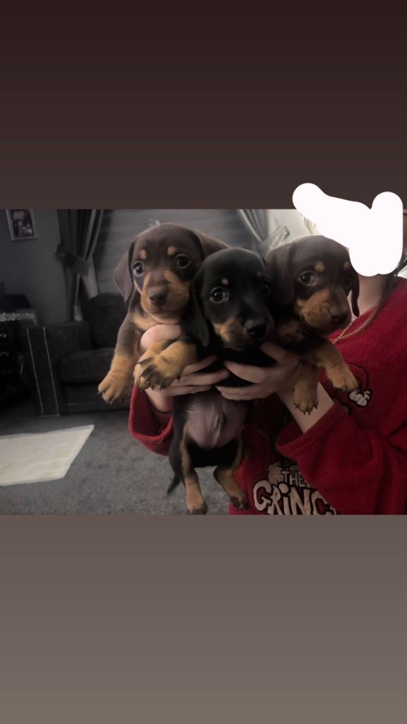 Minature dachshund puppies 