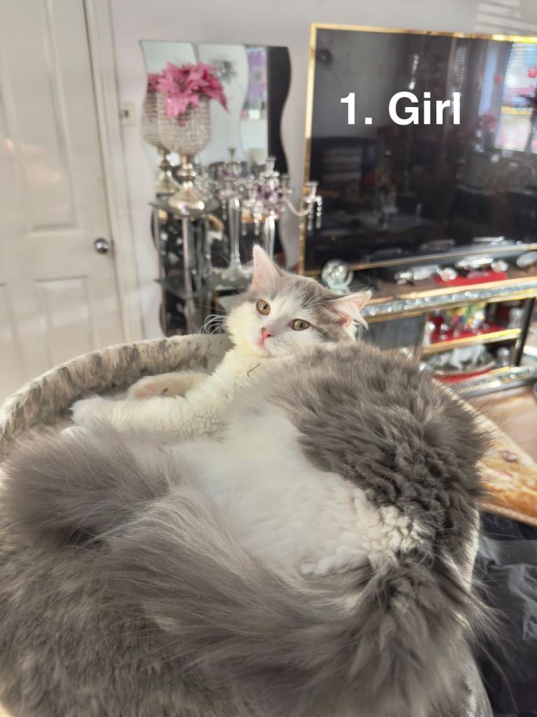 Ragdoll Persian mixed kittens 
