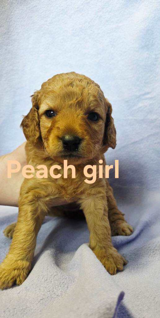Mini F1b Goldendoodle pups- last 2 girls available 🩷