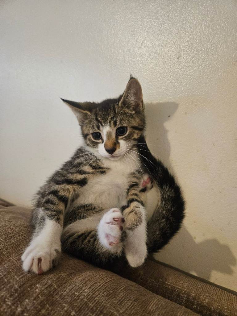 Lovely 9 week old kitten