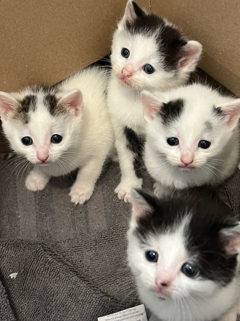 kittens 