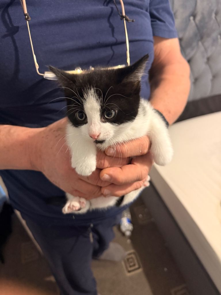 2 kittens 8 weeks old 