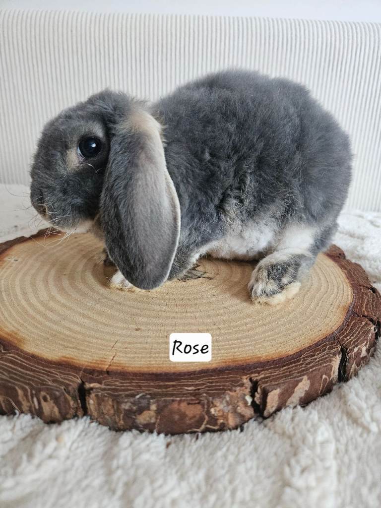  Mini Plush Lop