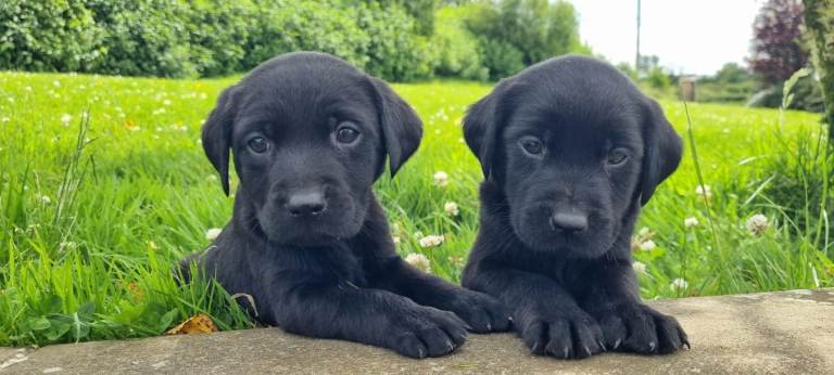 Pedigree Labrador males for sale