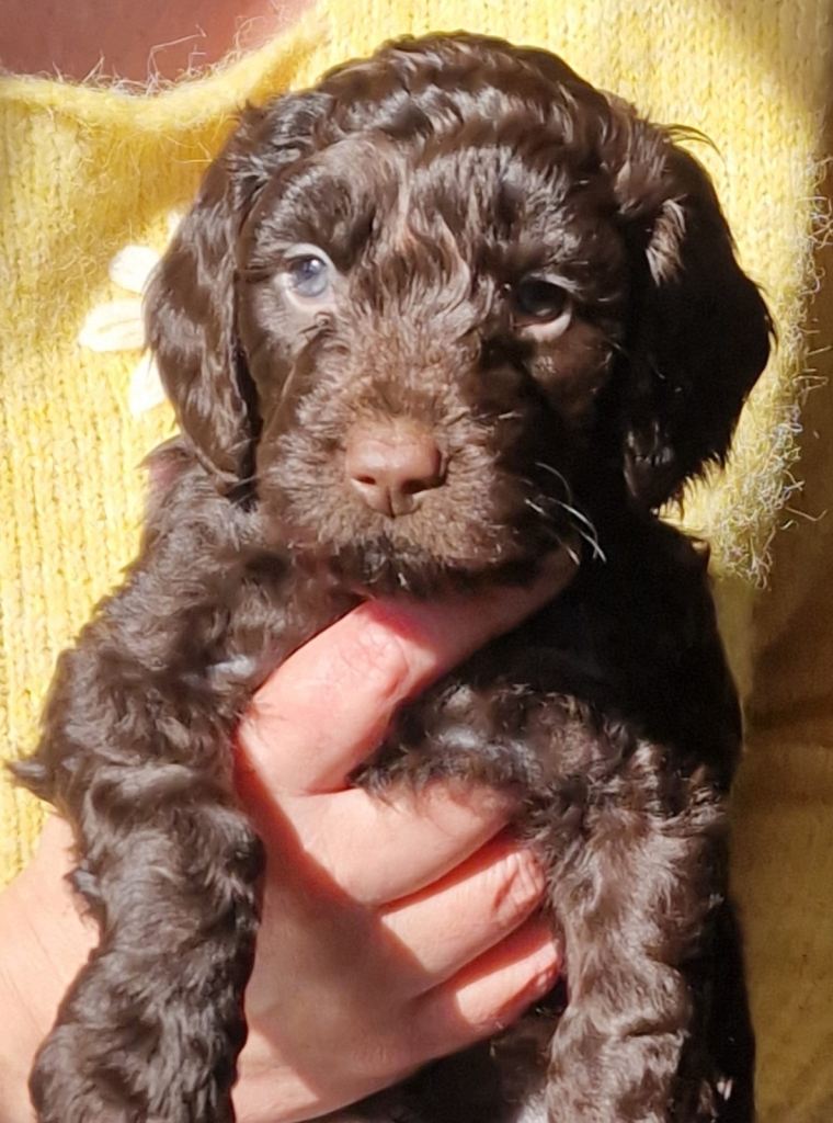 Gorgeous Cockerpoochons -last 3 boys now