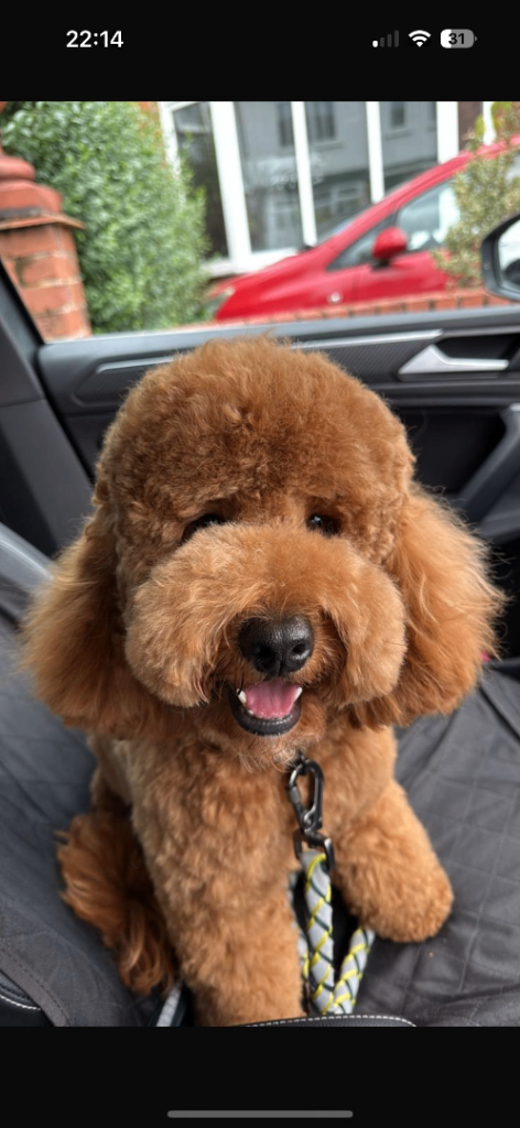 BABY TEDDY FLUFFY COCKAPOO PUPPIES