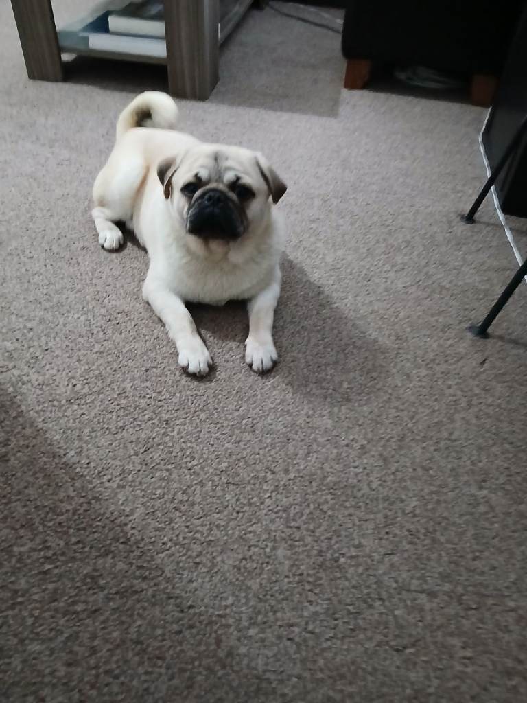 Pug male needs new home