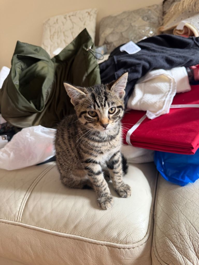 Adorable Kittens for sale 