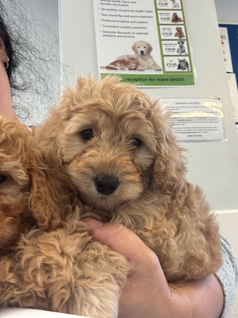 Stunning cavapoo puppy 