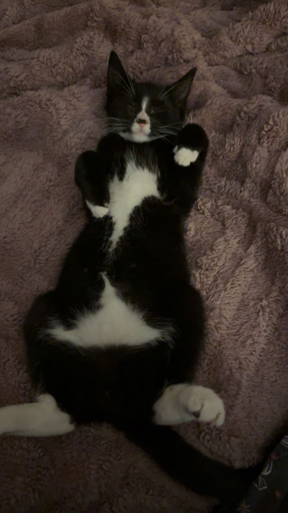 Kitten