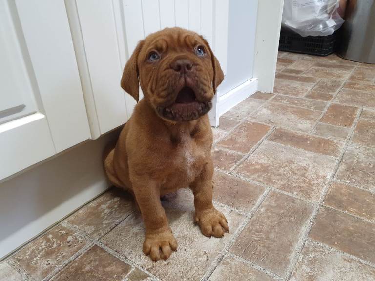 dogue de bordeaux puppies 2 boys 1 girl