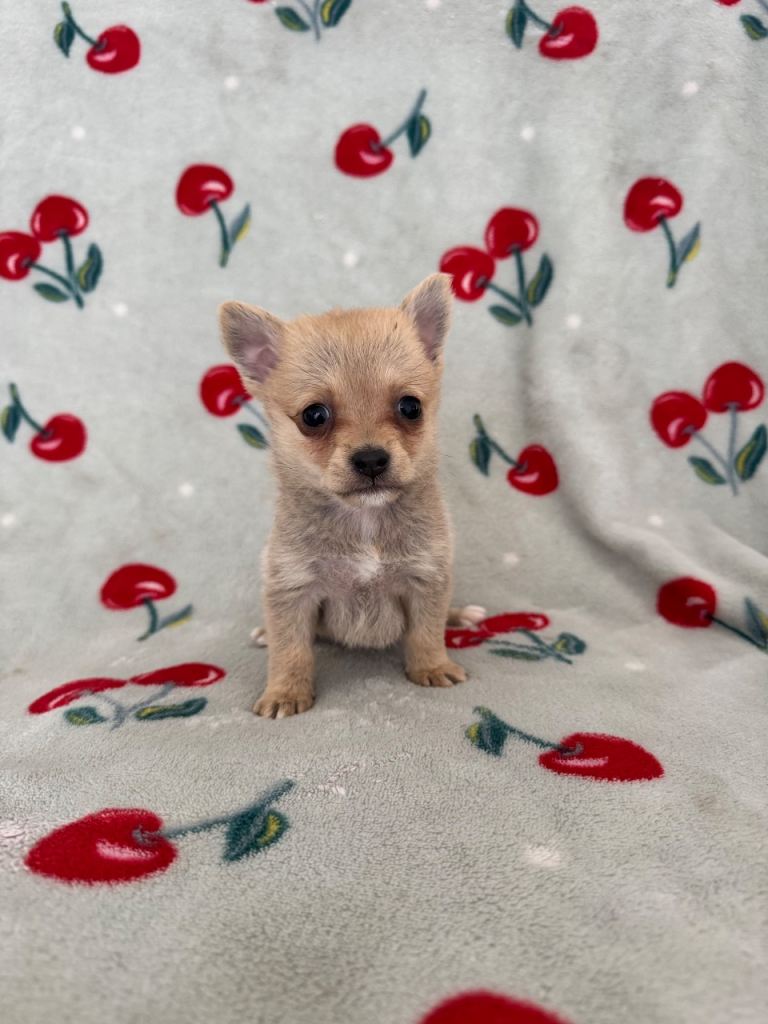 Pom-terrier