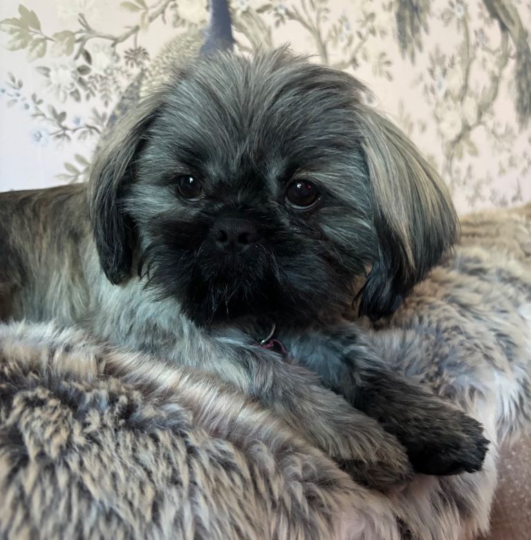 shih tzsu 