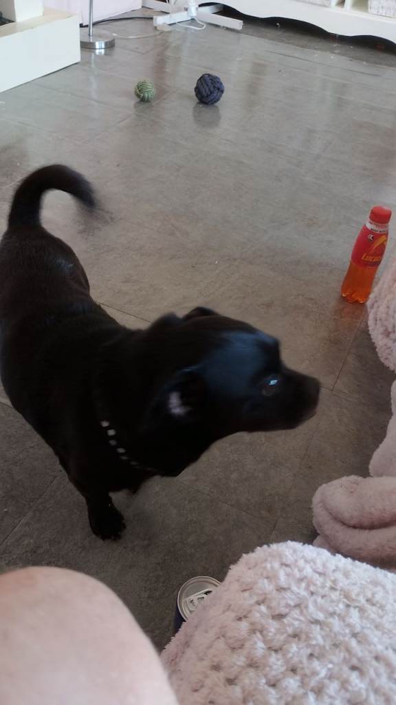 Dog for sale 