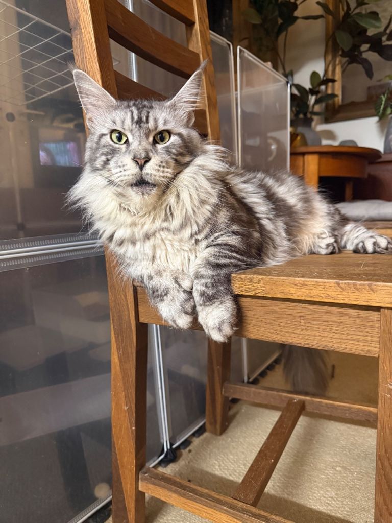 Large 9kg polydactyl girl