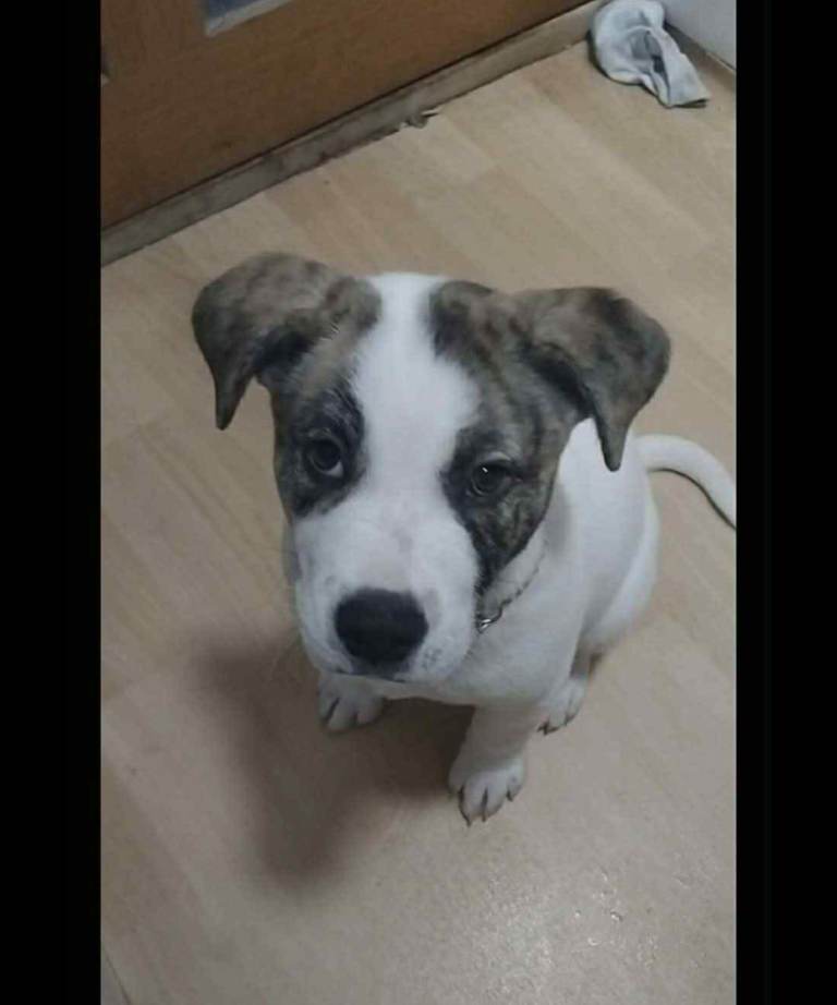 Japaniz akita x staffy 