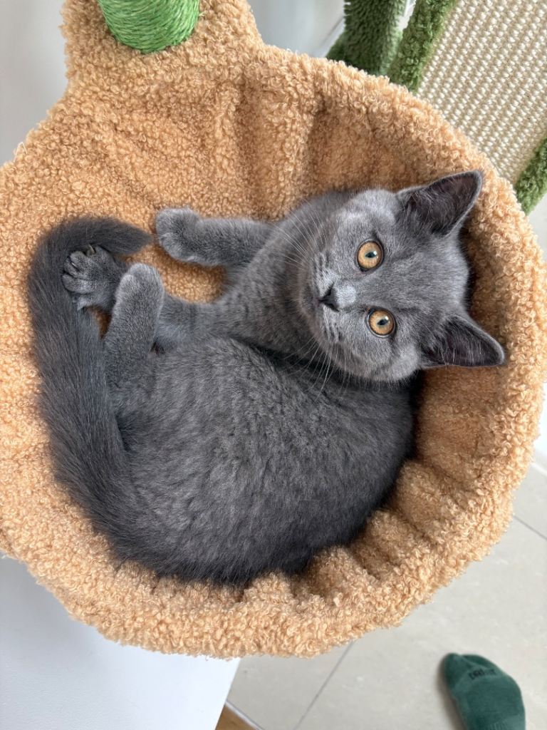 British Shorthair Kitten