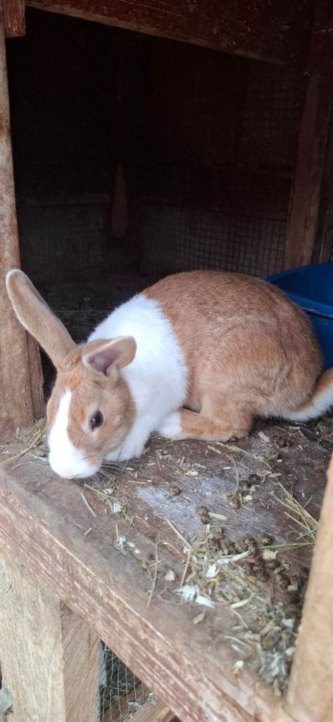 Male rabbit Sale 