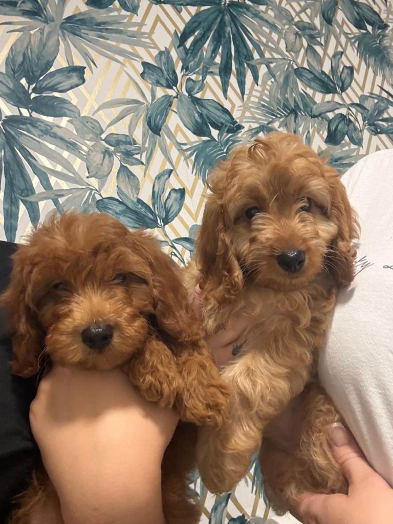 2 LEFT! Stunning F1b Cavapoo Puppies Ready For Their New Home!