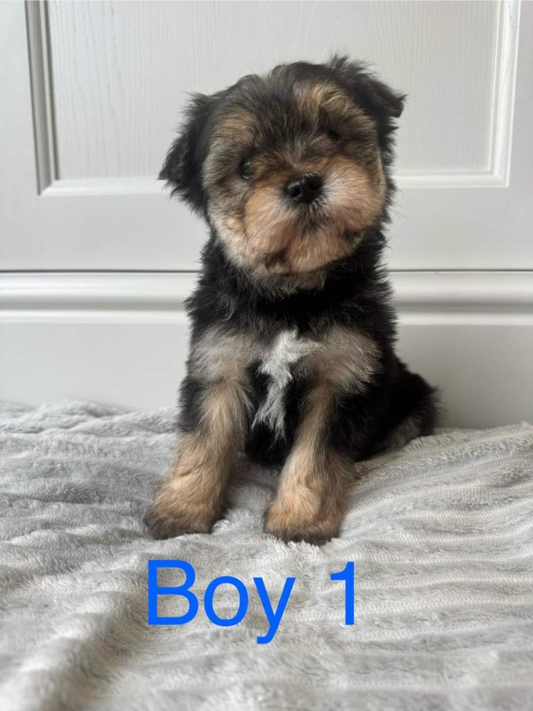 Norfolk Terrier X Norwich Terrier Puppies 🐶 