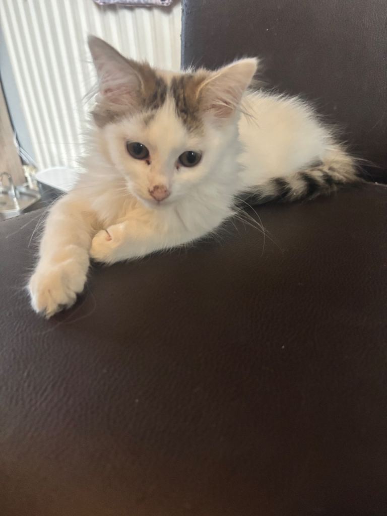 Kittens