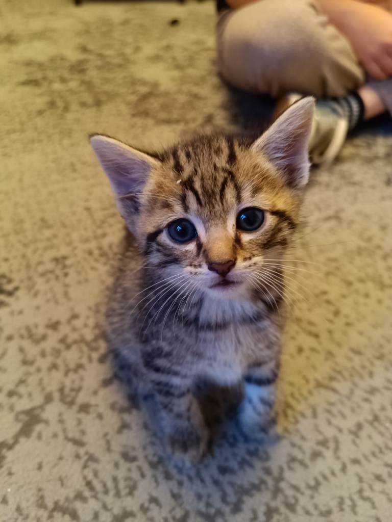 Kitten