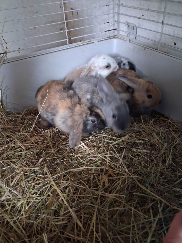 Rabbits 