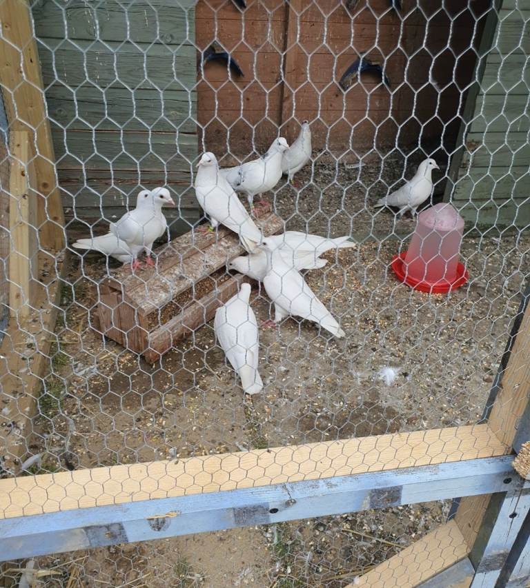 White high flyer pigeons